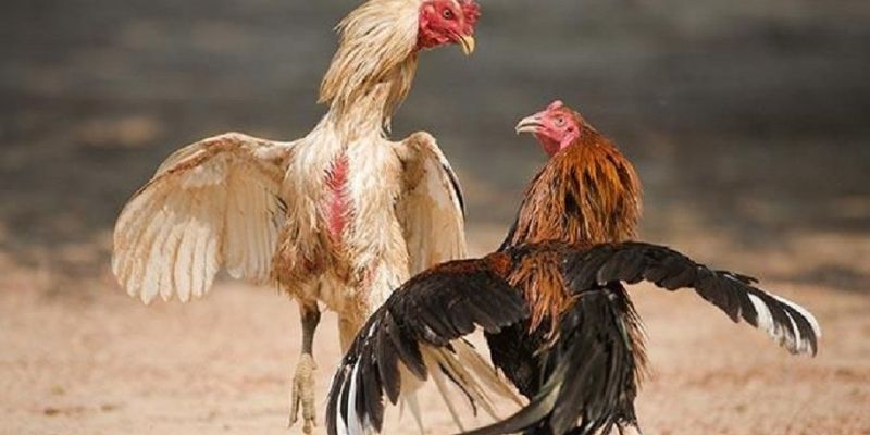 Cách đá gà cựa dao luôn thắng được nhiều người quan tâm