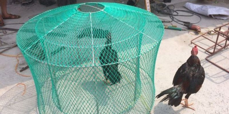 Cách nuôi gà đá chân mạnh thứ hai – Chạy lồng