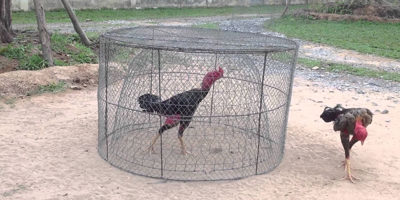 Cách nuôi gà đá chân mạnh thứ ba – Tập đá