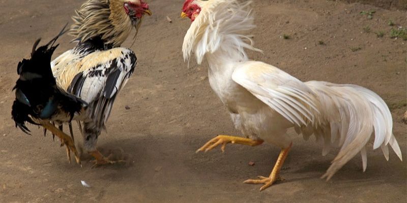 Cách nuôi gà đá chân mạnh, tăng lực cho đòn đánh