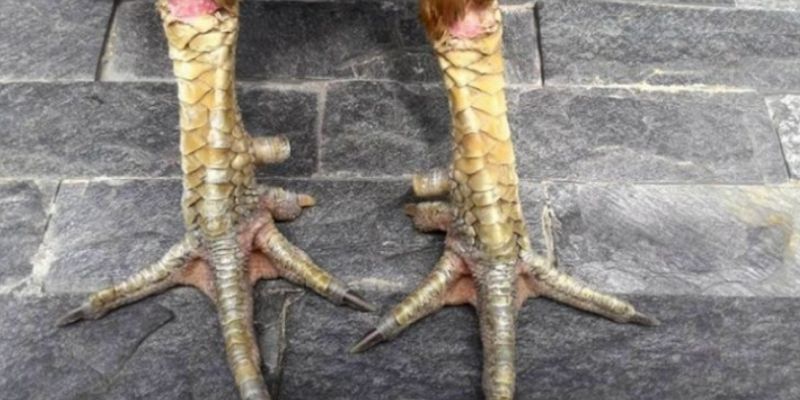 Theo dõi cách xem chân gà chọi tại Daga88
