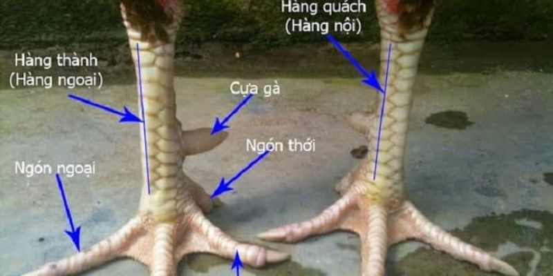 Cách xem chân gà chọi cơ bản, tổng quát nhất