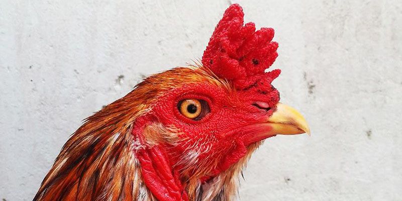 Cách xem dáng mỏ gà chọi tốt xấu