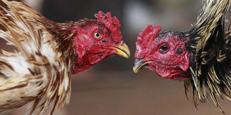 Cách xem dáng mỏ gà chọi kết hợp với chân gà 