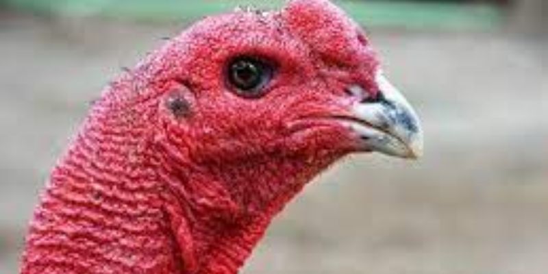Cách xem dáng mỏ gà chọi hay