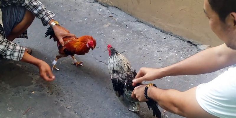 Tại sao mắt gà chọi quan trọng? 