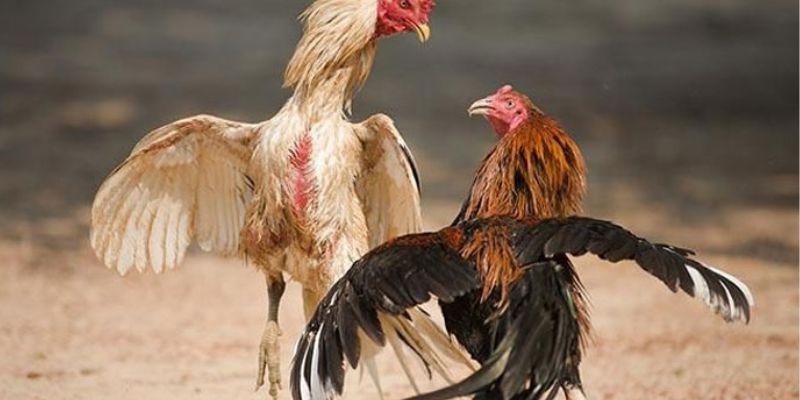 Cách xem gà chọi qua tướng mắt siêu chuẩn 