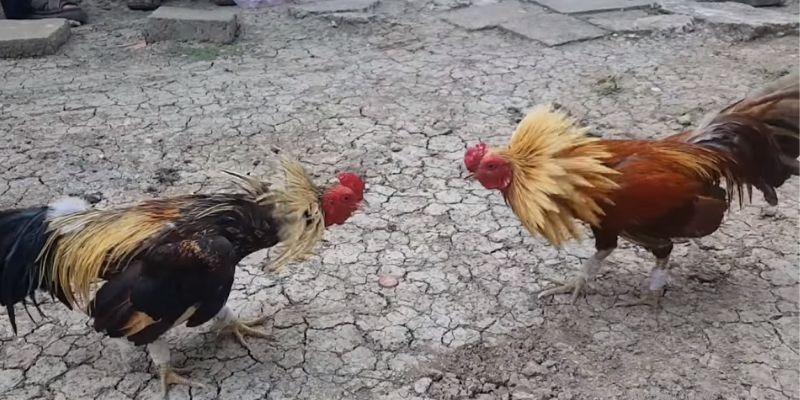 Những kiểu mắt gà chọi đẹp 