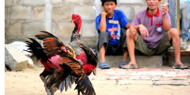 Tại sao nên chọn màu mạng gà đá? 