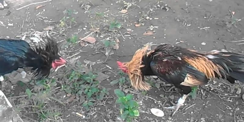 Màu mạng gà đá có đáng tin hay không 