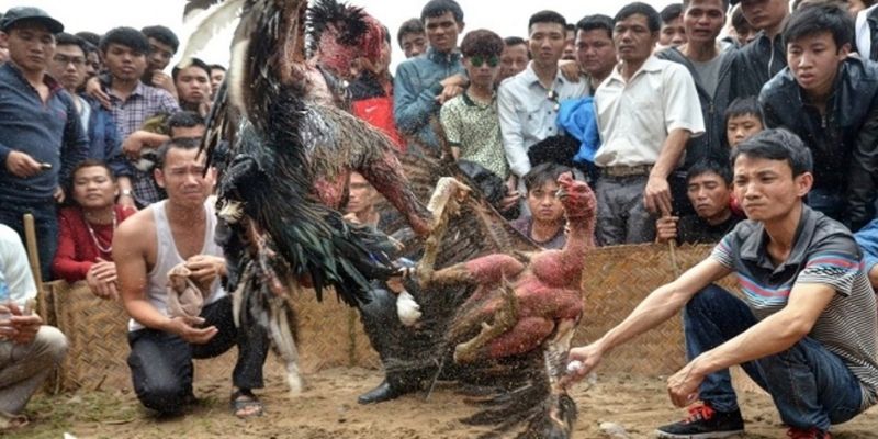 Cách xem màu mạng gà đá chuẩn nhất 