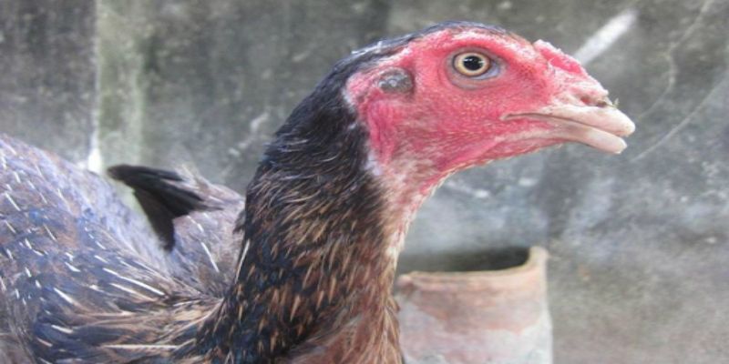 Lợi ích của cắt mỏ gà trong chăn nuôi