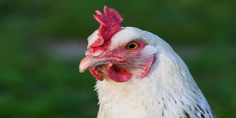 Một số điều cần lưu ý khi cắt mỏ gà