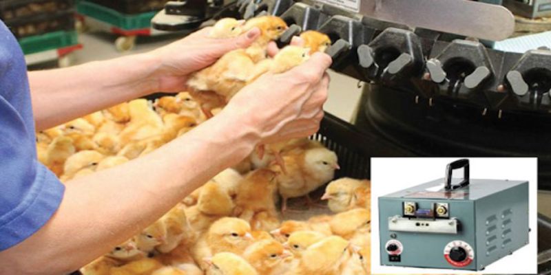 Phương pháp thực hiện cắt mỏ gà hiệu quả