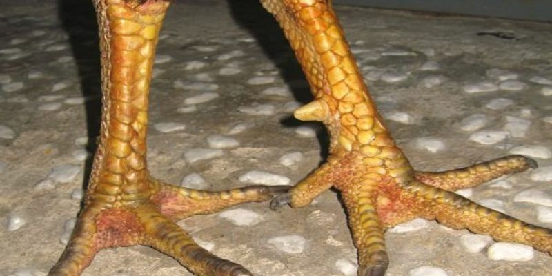 Xem chân gà chọi đẹp qua hình dáng chân