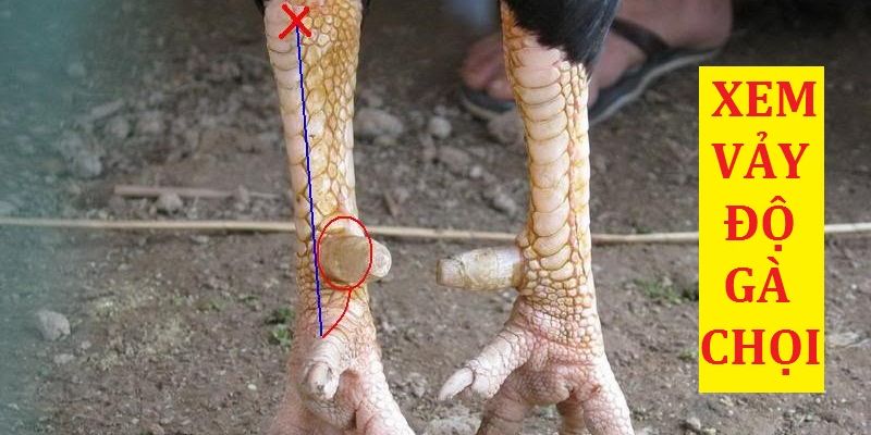 Phương pháp xem chân gà nòi qua vảy gà