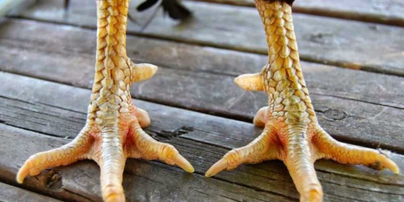 Xem chân gà chọi đẹp 
