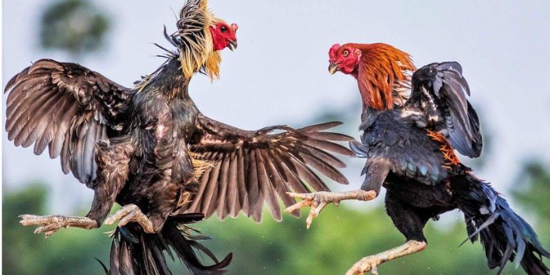 Cách chọn gà chọi đẹp dựa vào tướng ngủ