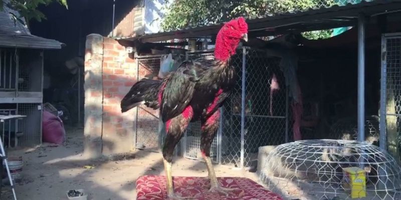 Cách chọn gà chọi đẹp - Hướng dẫn xem tướng gà đá