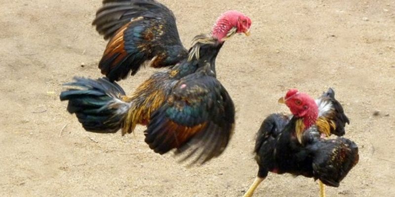 Kinh nghiệm chọn chân gà quyết định thắng thua