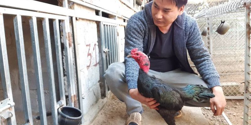 Bí kíp nuôi gà tơ cực hot