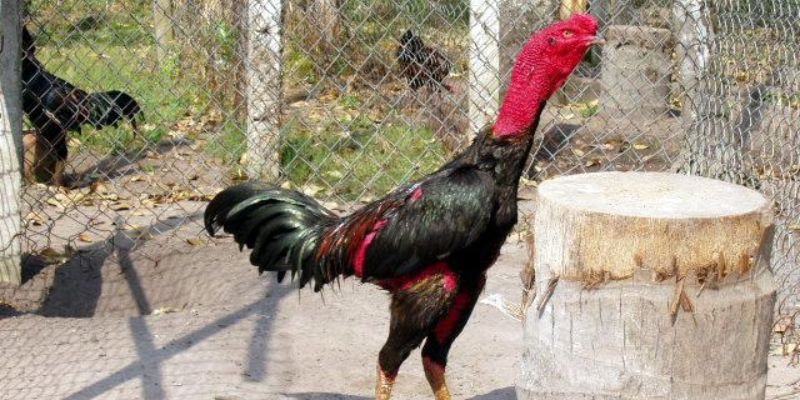 Chọn gà chọi tơ chuẩn qua giống gà