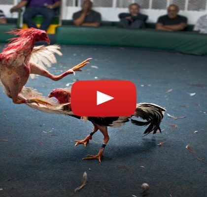 Coi đá gà trực tiếp Thomo có ưu điểm gì?