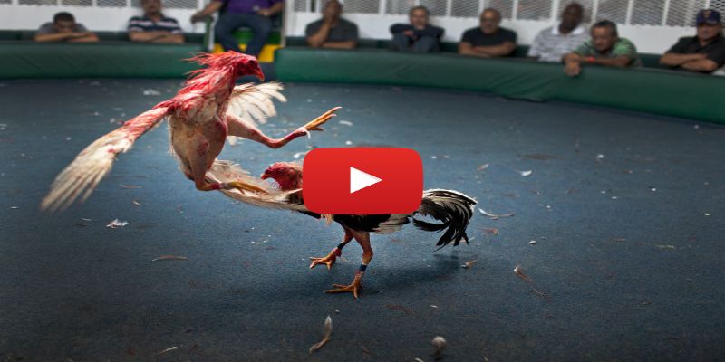 Coi đá gà trực tiếp Thomo có ưu điểm gì?