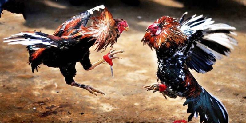 Lưu ý khi cá cược đá gà trực tiếp