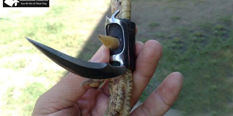 Bạn biết gì về đá gà cựa dao?