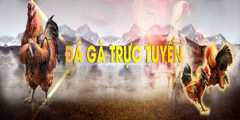 Đá gà cựa sắt Campuchia trực tiếp