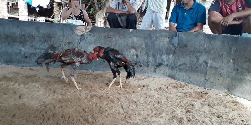 Bỏ túi kinh nghiệm chơi đá gà cựa sắt casino 