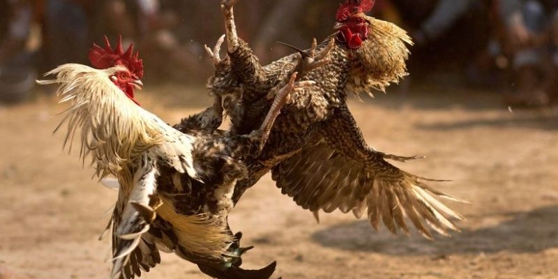 Giống gà chọi được ưu ái lựa chọn nhiều nhất