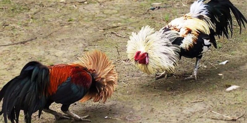 Chọn nhà cái có uy tín