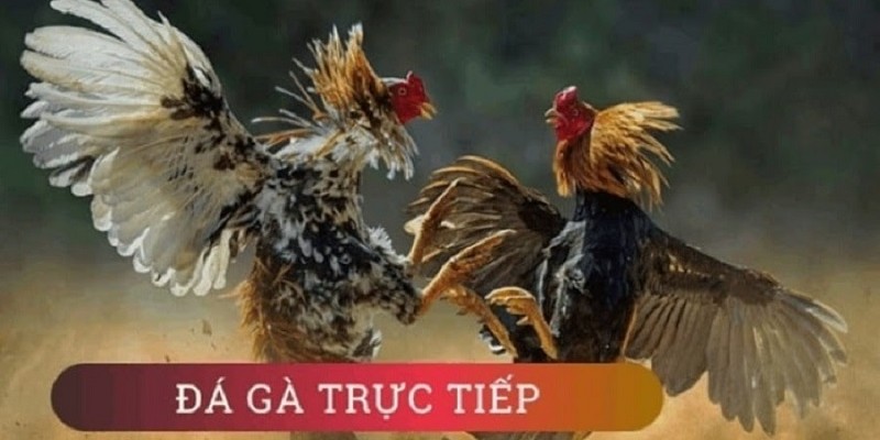 Đá gà cựa sắt Thomo được nhiều người yêu thích