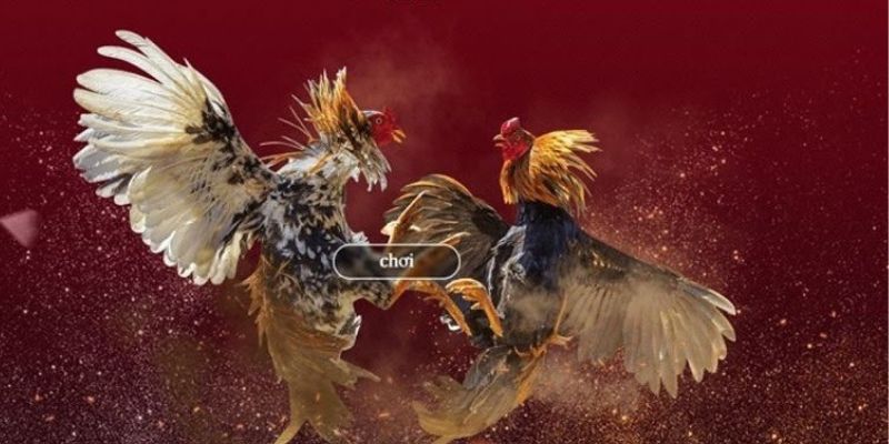 Luật chơi của đá gà cựa sắt trực tiếp hôm nay 