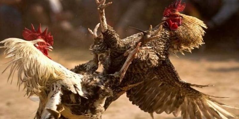 Coi đá gà cựa sắt trực tiếp hôm nay uy tín nhất ở đâu? 