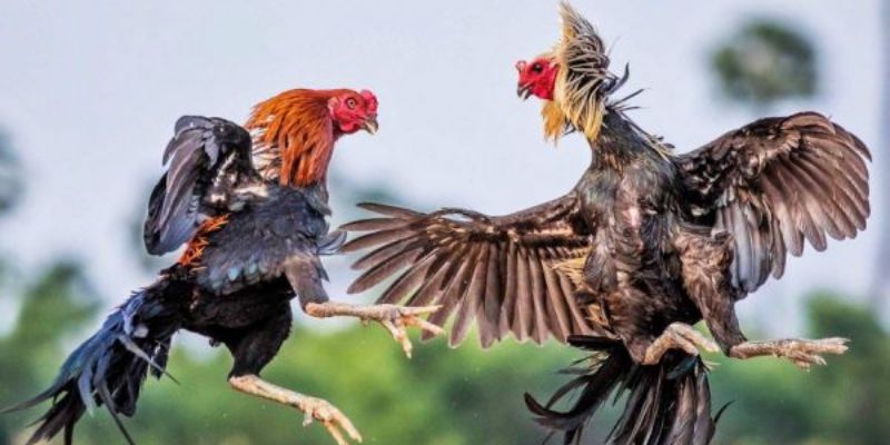 Ưu điểm của đá gà SV388