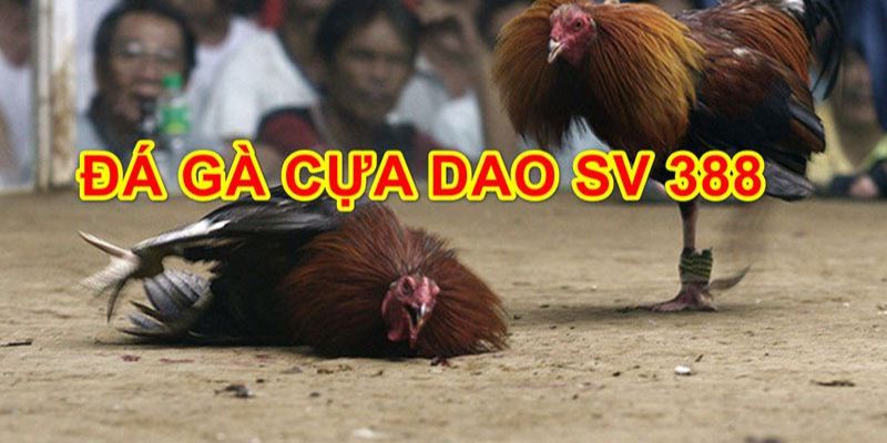 Tìm hiểu về bộ môn đá gà SV388