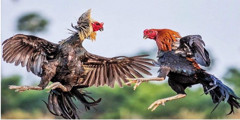 Đá gà trực tiếp Thomo là gì?
