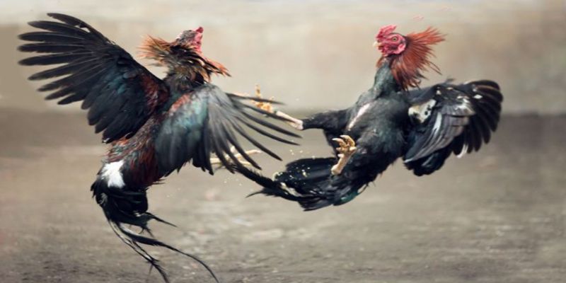 Ưu điểm của đá gà trực tiếp Thomo ngày hôm nay