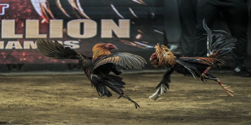 Bình tĩnh nhìn đòn gà chiến khi chơi đá gà trực tiếp Thomo ngày hôm nay
