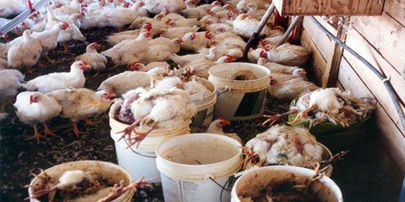 Cách khắc phục tình trạng gà chậm lớn hiệu quả