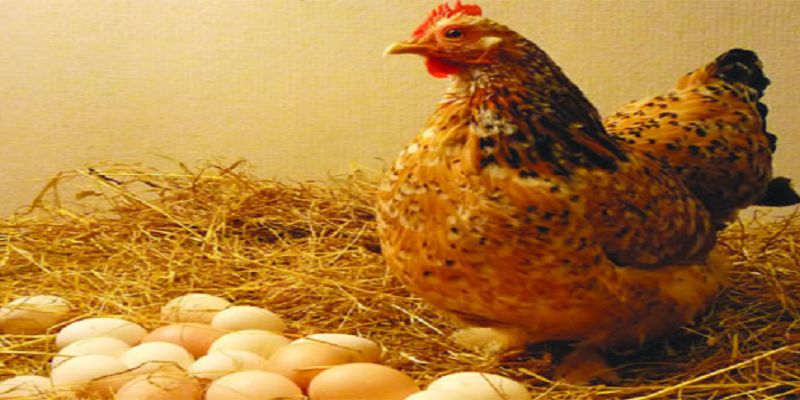 Gà đẻ hậu bị là gì?