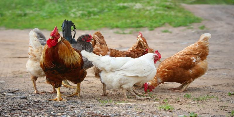 Xử lý khi gà đẻ hậu bị thiếu cân