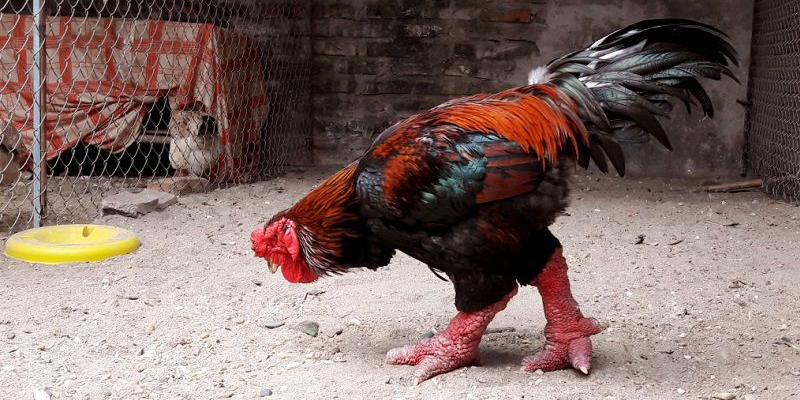 Làm thế nào để phân biệt được giống gà đông tảo thuần chủng?