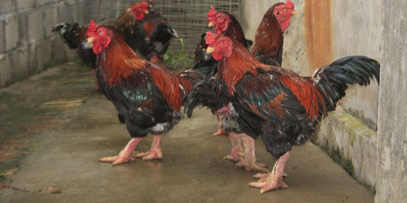 Gà đông tảo có giá bao nhiêu tiền trên 1 kg?