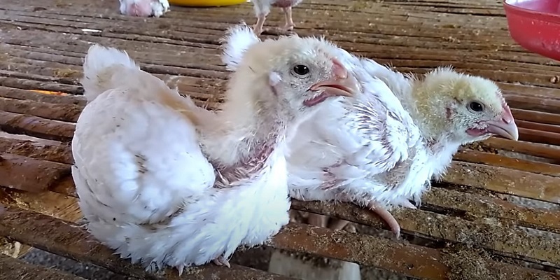 Một số triệu chứng phát hiện gà thiếu chất