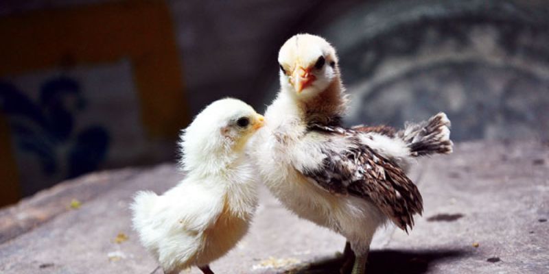 Các giai đoạn nuôi gà chọi con