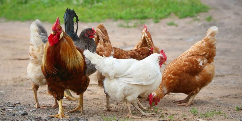 Triệu chứng của bệnh ruột hoại tử ở gà
